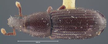 Media type: image;   Entomology 8439 Aspect: habitus dorsal view